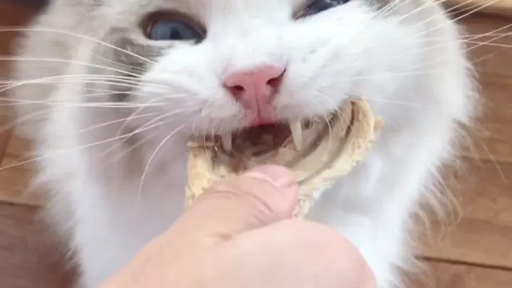 Ragdoll Cat | Feeding Moment
