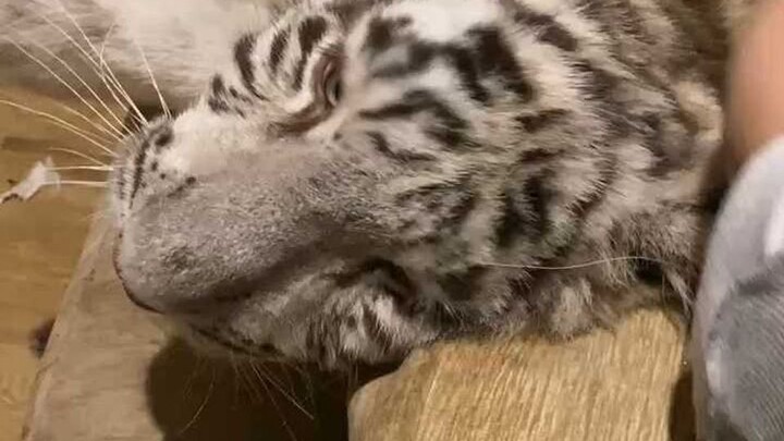 新的一天小猫在干些啥呢？