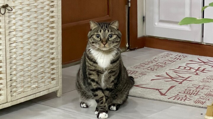 ฉบับจำกัดช่วงเทศกาล: หนูน้อยขี้อ้อนร้องเพลงเต้นระบำ