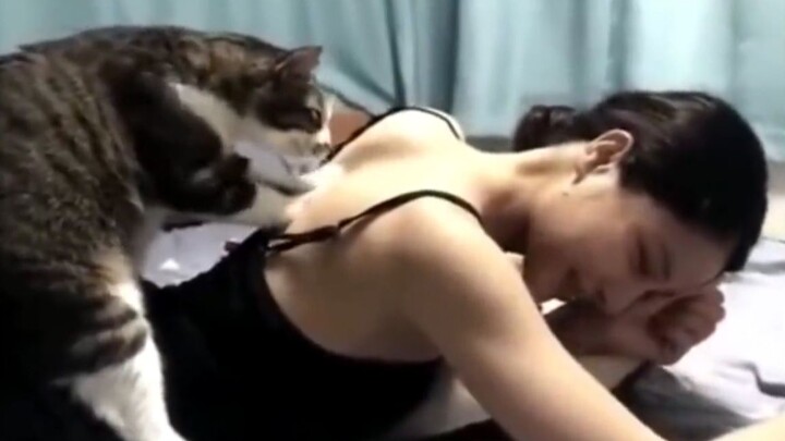 [สัตว์]วิดีโอตลกและน่ารักของแมว