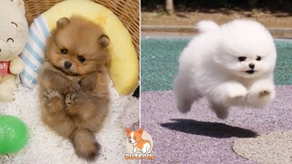 Ridiculously Funny Mini Pomeranian | Funny and Cute Pomeranian Videos #5 | CuteVN