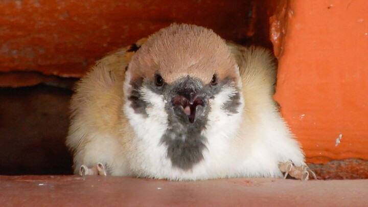 عصفور، لكن في هيئة دب بني!