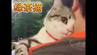 猫：哼！！女人，你拿什么跟我比！？