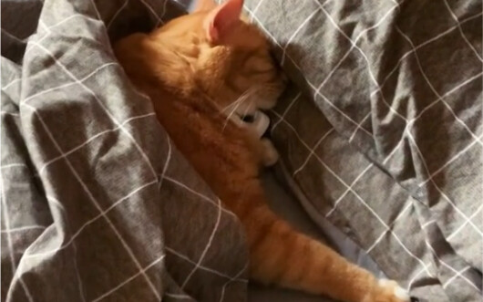 Is this what your mom sounds like when she wakes you up?