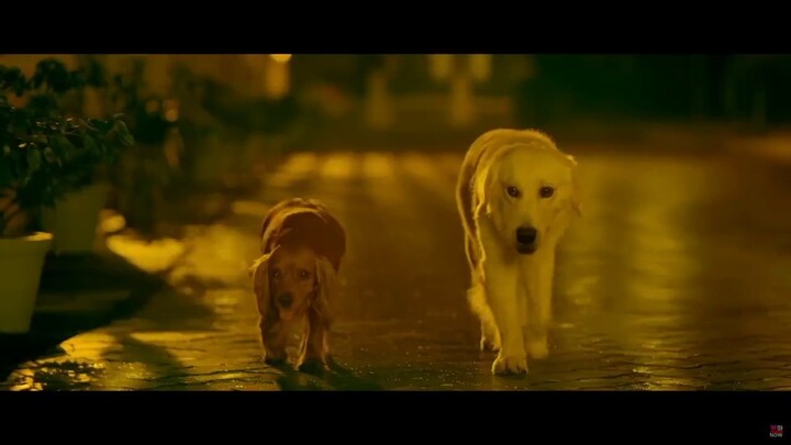 To watch the film from this link               https://exe.io/2rPrs