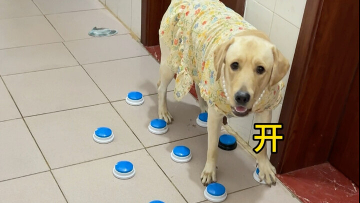 Chó: Hôm nay cái nút này nói lắp à?