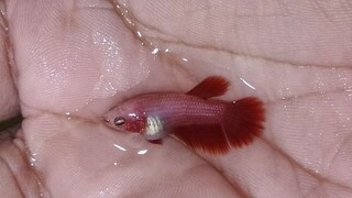 proses mutasi pada cupang hm sr