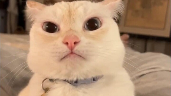 “Họ nói tôi giống Thần Kim”