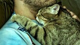 You will never be able to ask a Cat stop loving their owner - Cute ways cats show their love