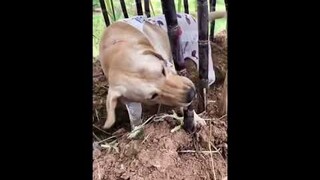 Ái chà ngon quá (dog eats sugarcane) - Pet Island #Shorts