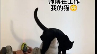 猫：小老弟怎么个事啊 你这红外线