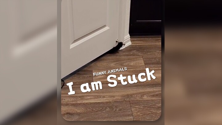 My cat has a special way to tell when he is trapped‼ ️