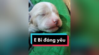 Việt Nam vô địch ahihi.  cunyeucuadua chó chócon chókhôn chócute bongda vietnam dabong affsuzukicup2020 suzukicup2020