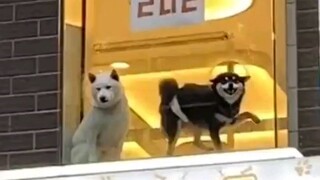 Chó đen này chắc chắn là quán quân doanh số rồi nhỉ