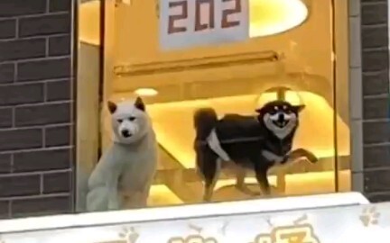 This black dog must be a top seller, right?