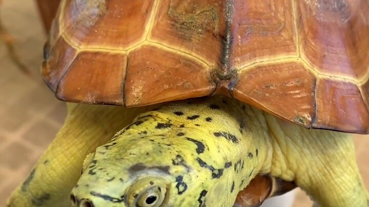 Don't do this in the spring when raising turtles.