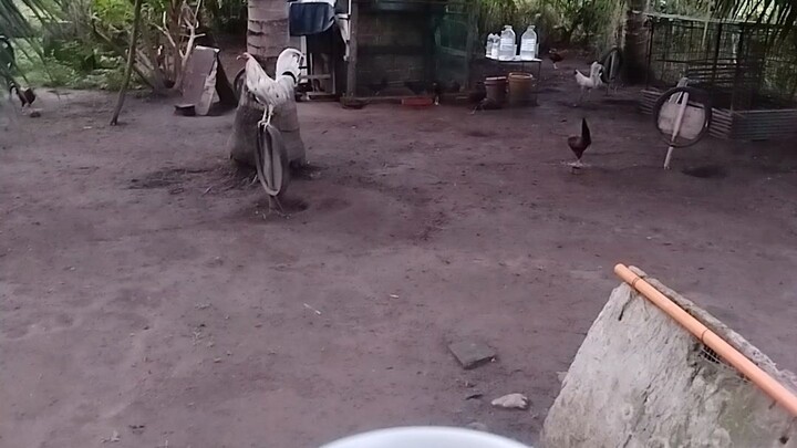 munting manokan 😁