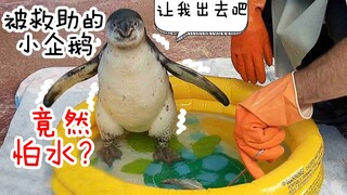 Rescuers saved a little penguin by the seaside, only to discover... it's actually afraid of water?