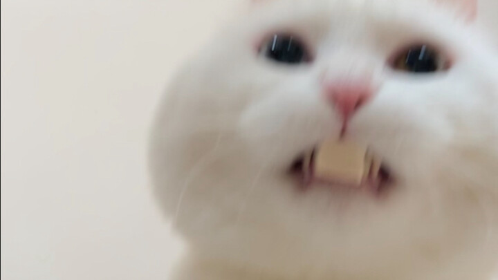 Stealing freeze-dried food and smacking one’s smelly little mouth