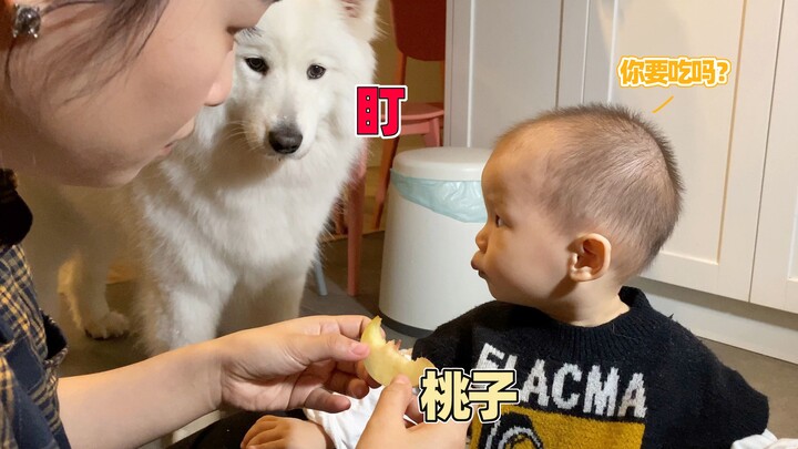 After the little brother learned to share his food, it took the Samoyed fourteen months—then a happy
