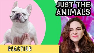 Just The Animals - (Funny Animal Compilation) - REACTION!