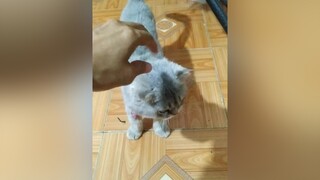 Như Sếp...yeumeo yeuchomeo cún cúncon mèo chómèo mèocon mèocưng meokhôn yeuchomeo cưng meocute pet cat catsoftiktok