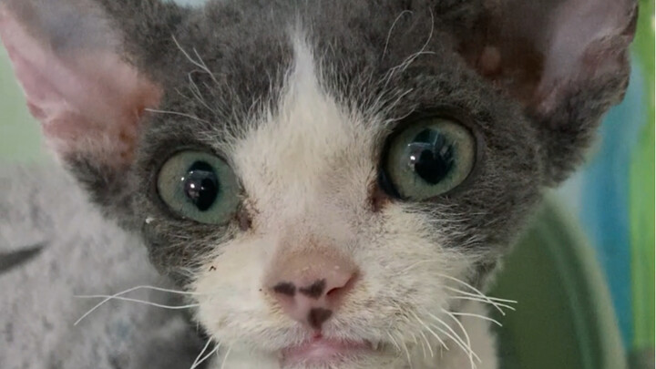 This cat almost died from being blocked by poop. When it arrived at the hospital, it was suffering f