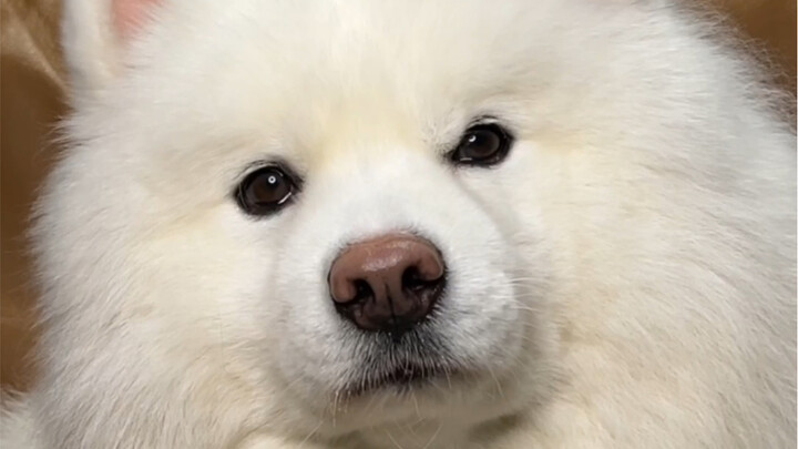 Tentang bagaimana aku memakan paha ayam di depannya