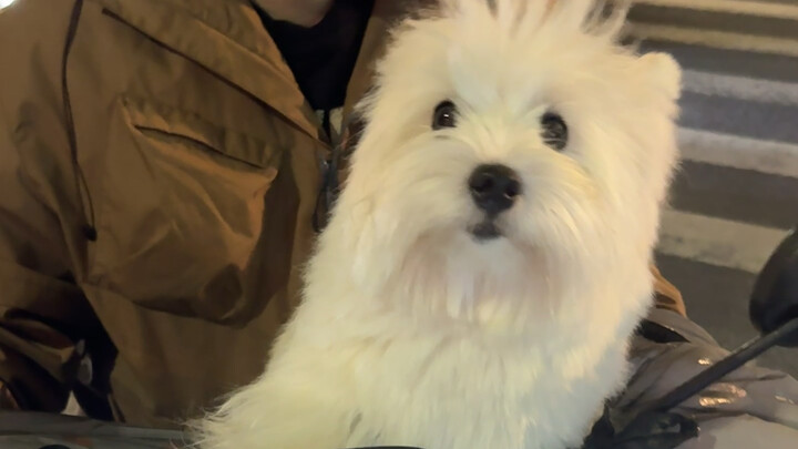 在路上偶遇我的小狗