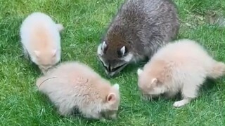 原来白化浣熊长这样