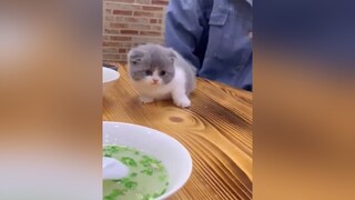 Chú mèo con cute❤️cat cute dongvat xuhuong