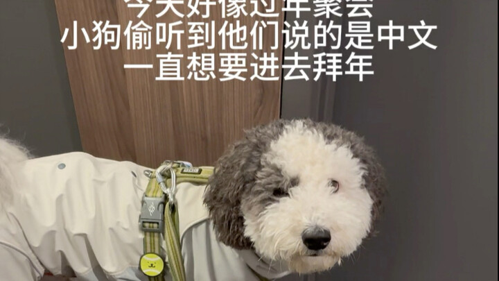 Chú cún con lén nghe hàng xóm nói tiếng Trung, nhất định phải sang nhà chúc Tết!