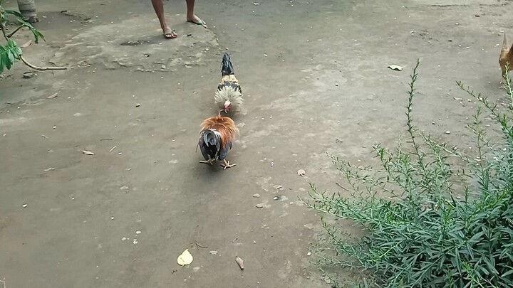part 2 wag nyona pansinin yung mga maingay