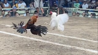 Texas Vs White Binabae Lines, 44K PARDA NAKASAHAN LUCENA VS ALUMINUS #2HITS ULUTAN #SABONG PANG6win