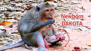 Newborn Monkey Dakota Cry Loudly To Request Mum Best​ Take Care, Duchess Amazing To Get Best Food