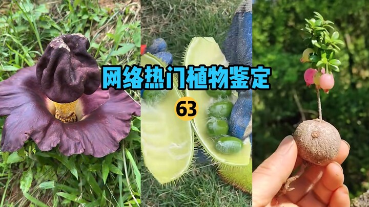 تحديد النباتات الشائعة على الإنترنت 63