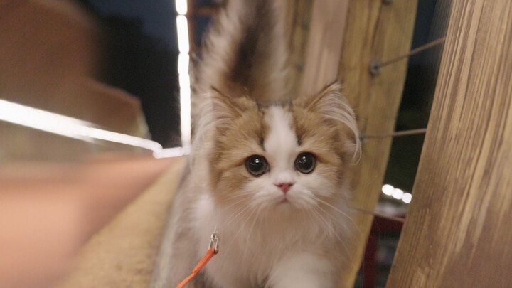 Still a bit shy when we first head out, but the farther we go, the higher its tail waggs!