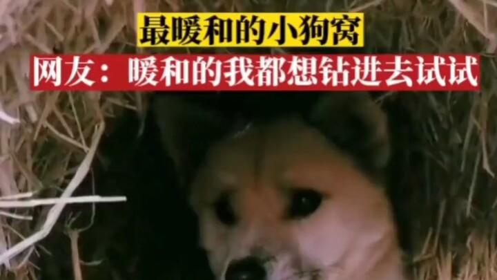 Netizen: It’s so warm I want to crawl in and give it a try.