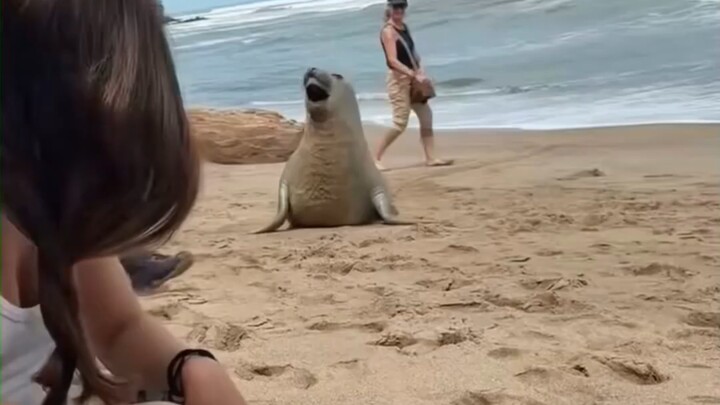 When seals get bored, they run onto the beach to scare humans.