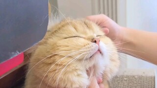 [Hewan]Kucing yang Keenakan Disisir Bulunya