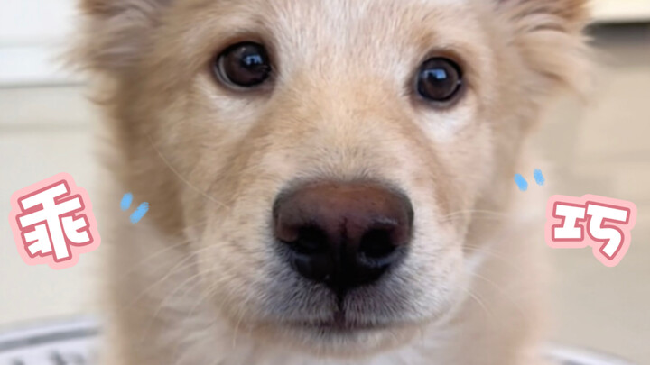 Kok ada anjing yang makan obat aja bisa selezat itu, ya?