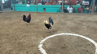 2nd fight dalawa ulit Tari ng kalaban palakasan lng ng loob tiwala sa manok #Draco