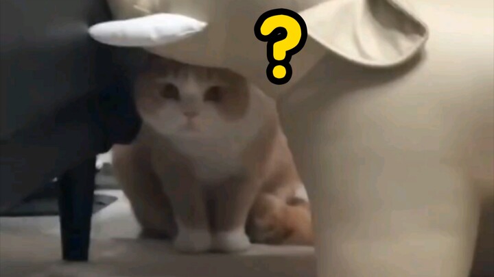 Saat kamu membantu teman memberi makan kucingnya di rumah, si kucing langsung: