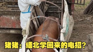 ZhuZhu: Did you learn this electric recruitment trick from Northern Myanmar?