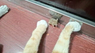 Tom và Jerry đã trở lại cuộc sống thực. Chú mèo đang chơi đùa với chú chuột như một món đồ chơi.