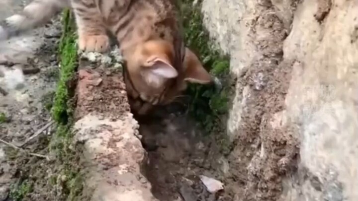 Họ nói "Tom và Jerry" là phim tài liệu