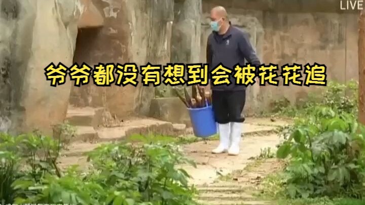 لم يتوقع الجد أبدًا أن تطارده هواهوا 😂