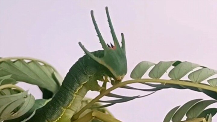 Hãy vào và xem Rayquaza hóa nhộng