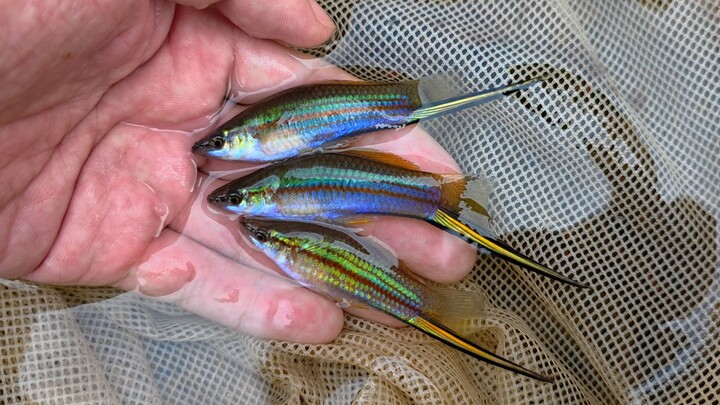 The blue swordfish in Guangzhou have really become an invasive plague—come join me in eradicating th