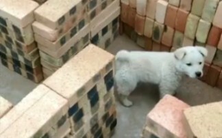 Little Doggie Navigates the Maze～